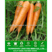 JCA02 uniform shape five inch carrot seeds, carrot seeds price